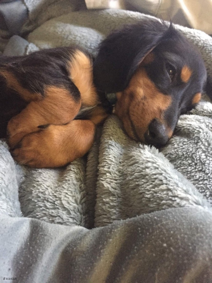 Позитивные пёсики