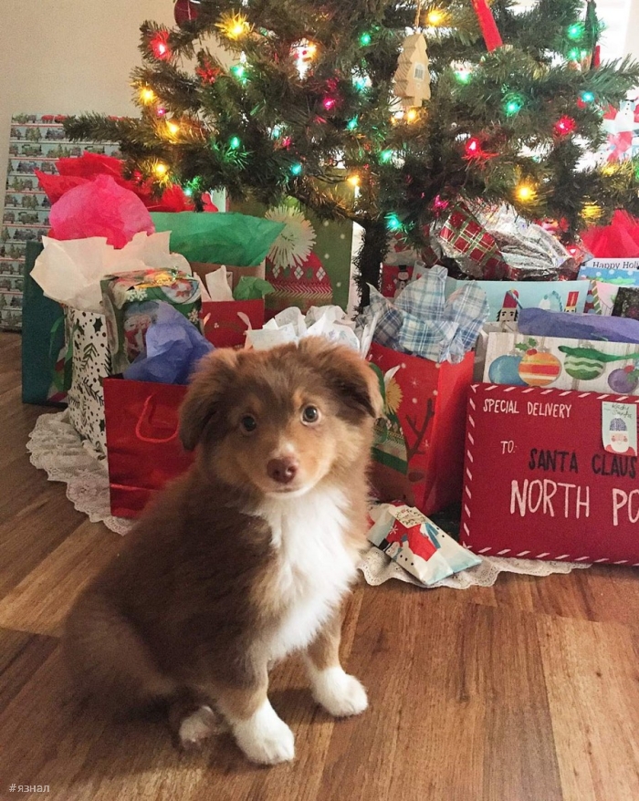 Позитивные пёсики