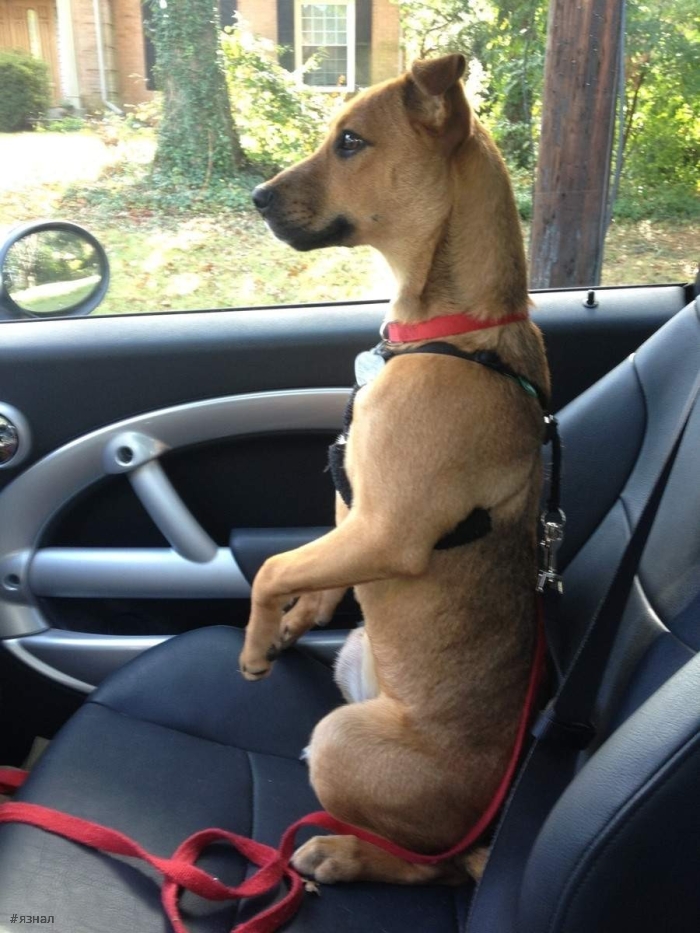 Позитивные пёсики