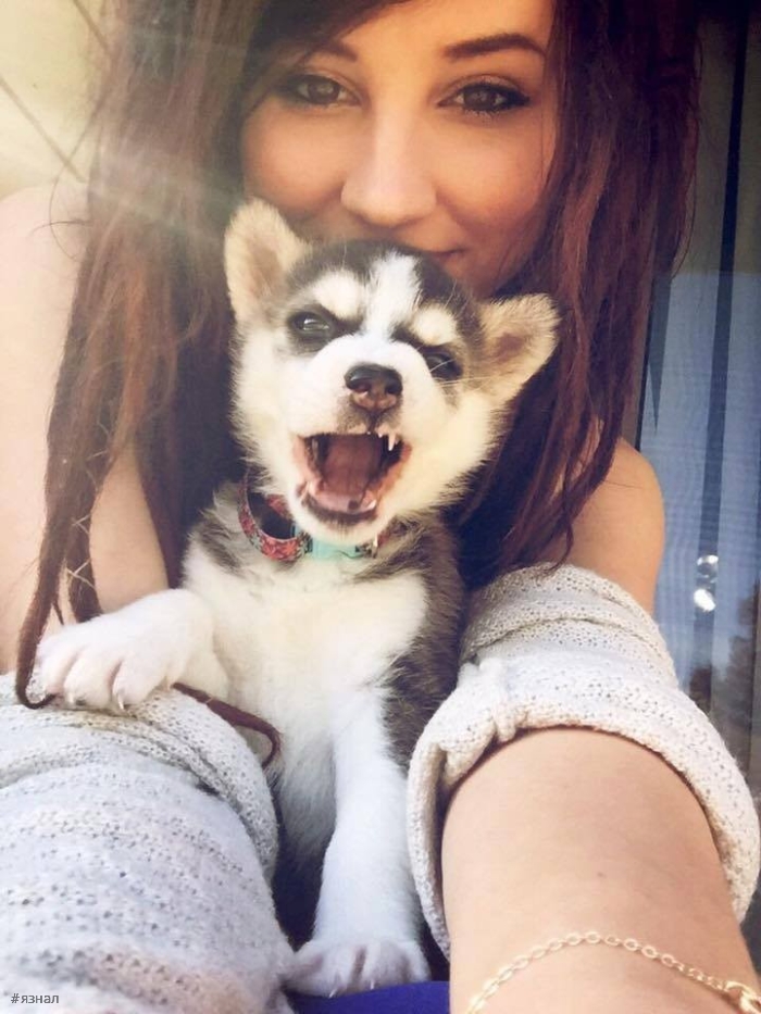 Весёлые девушки с собаками