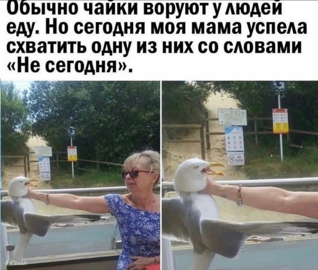 Веселые картинки