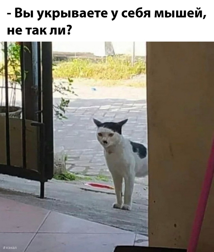 Веселые картинки