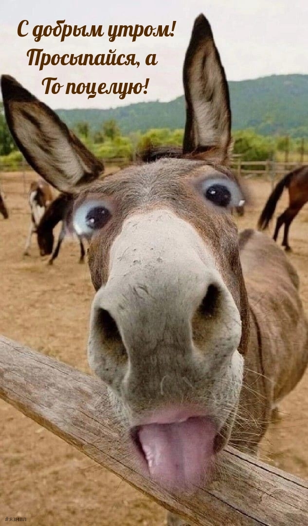 С добрым утром