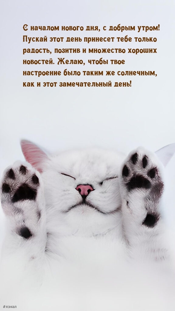Доброе утро - картинки с котиками
