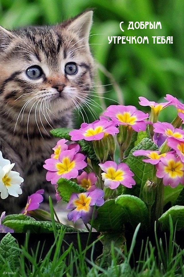 Доброе утро - картинки с котиками