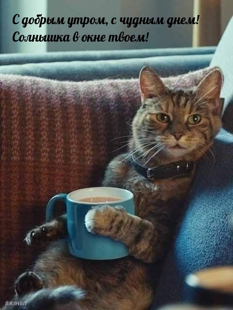 Доброе утро - картинки с котиками