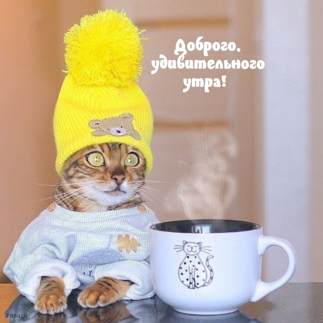 Доброе утро - картинки с котиками