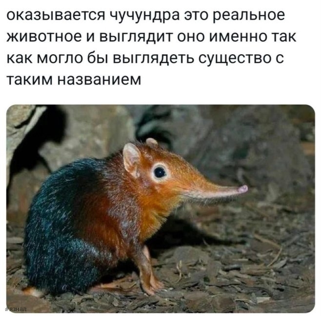 Самые смешные приколы