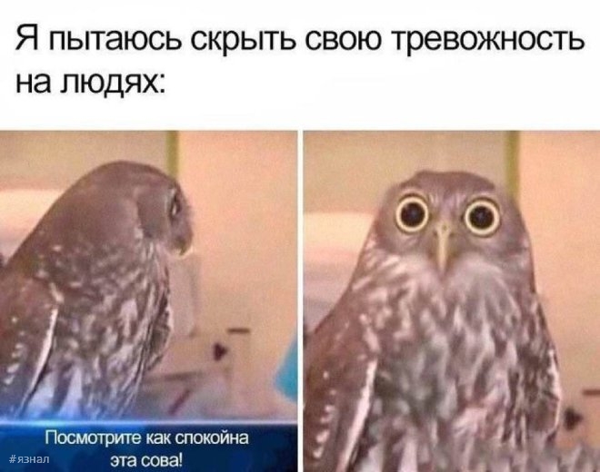 Смешные мемы и приколы