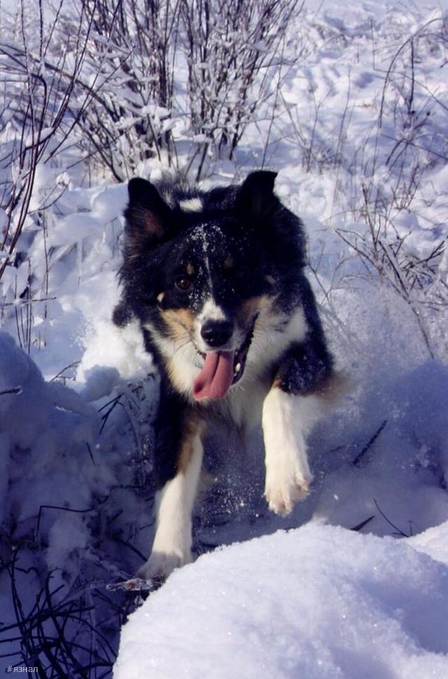 Позитивные пёсики