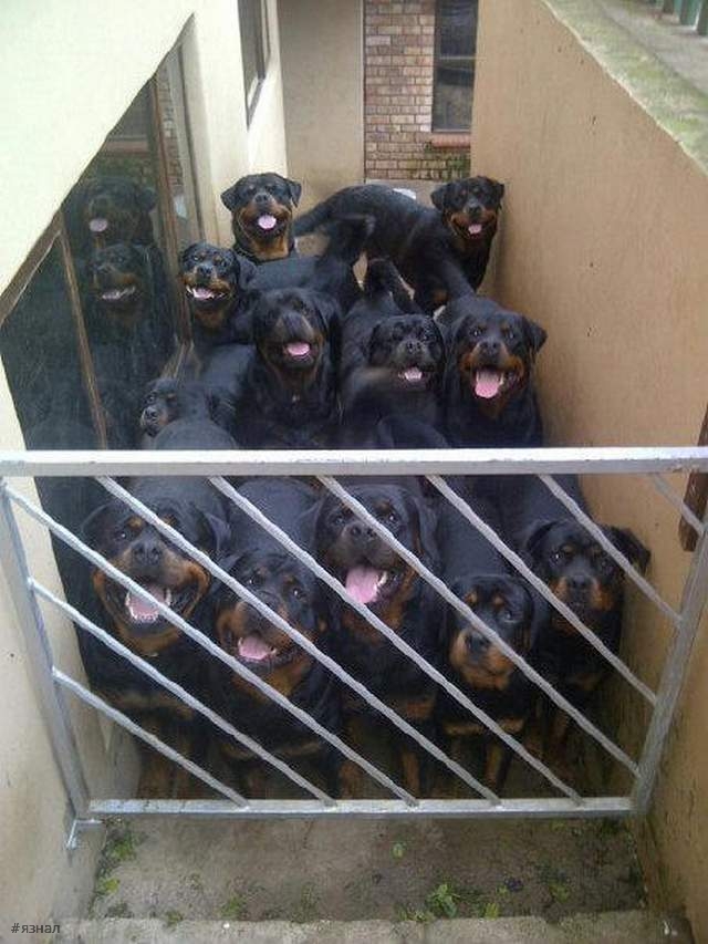 Позитивные пёсики