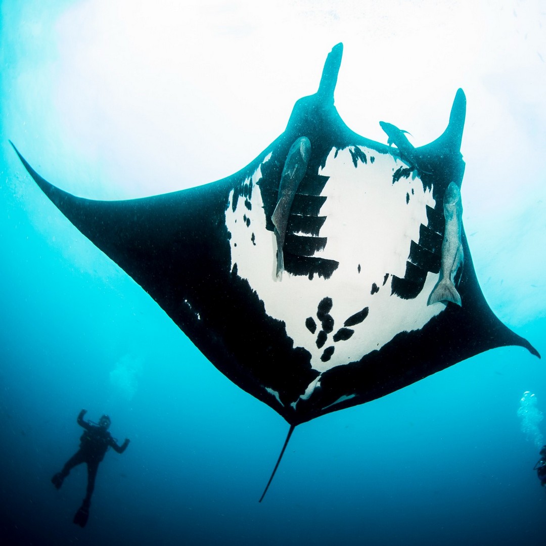 Захватывающие дух кадры морских глубин, таинственные обитатели океана и невероятные подводные пейзажи — всё это творения Нади Али, талантливой фотографа, режиссёра и бесстрашной исследовательницы подводного мира.