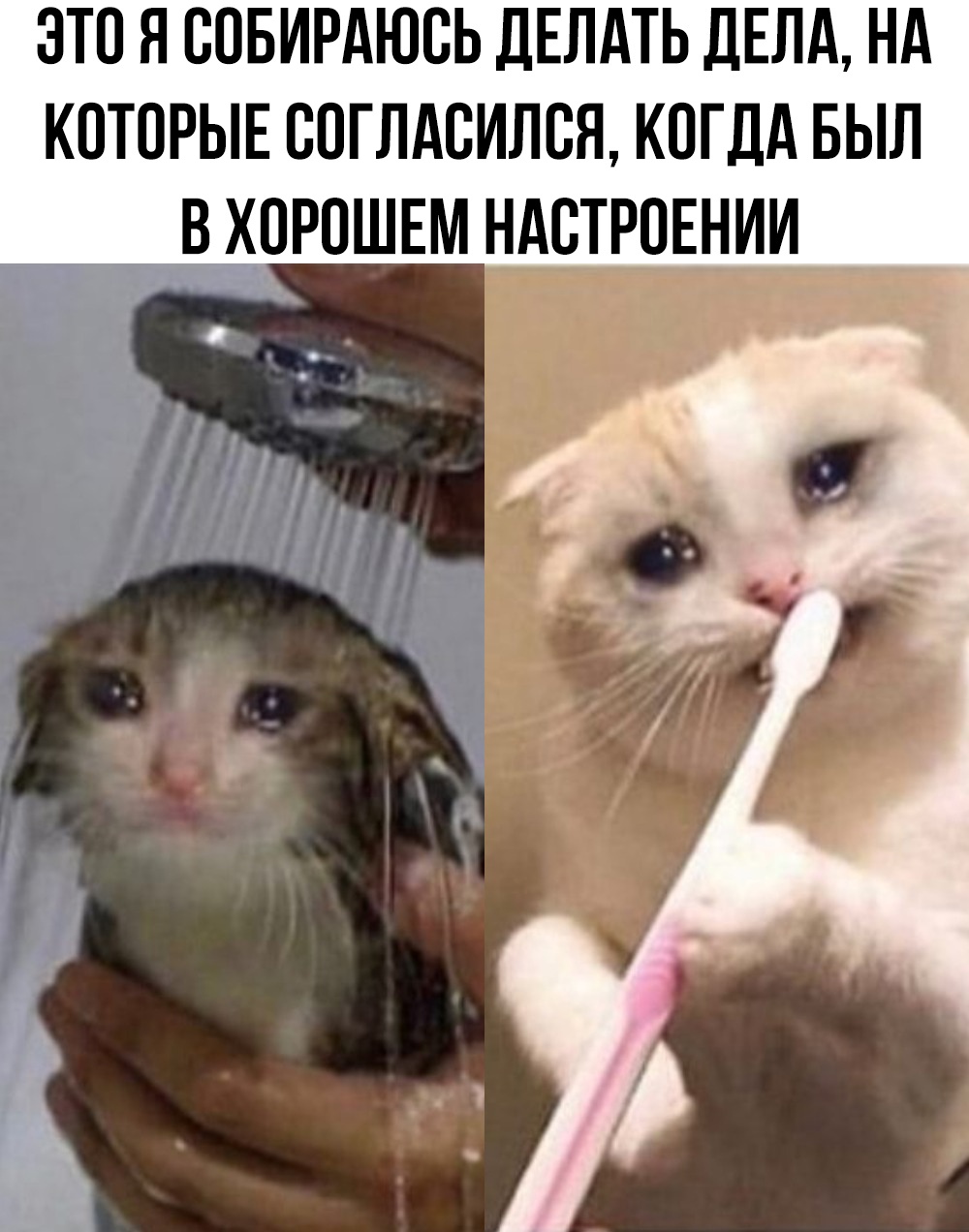 Смешные картинки с надписями