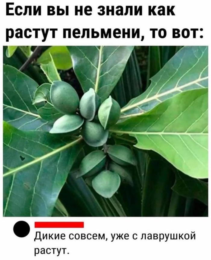 смешные приколы