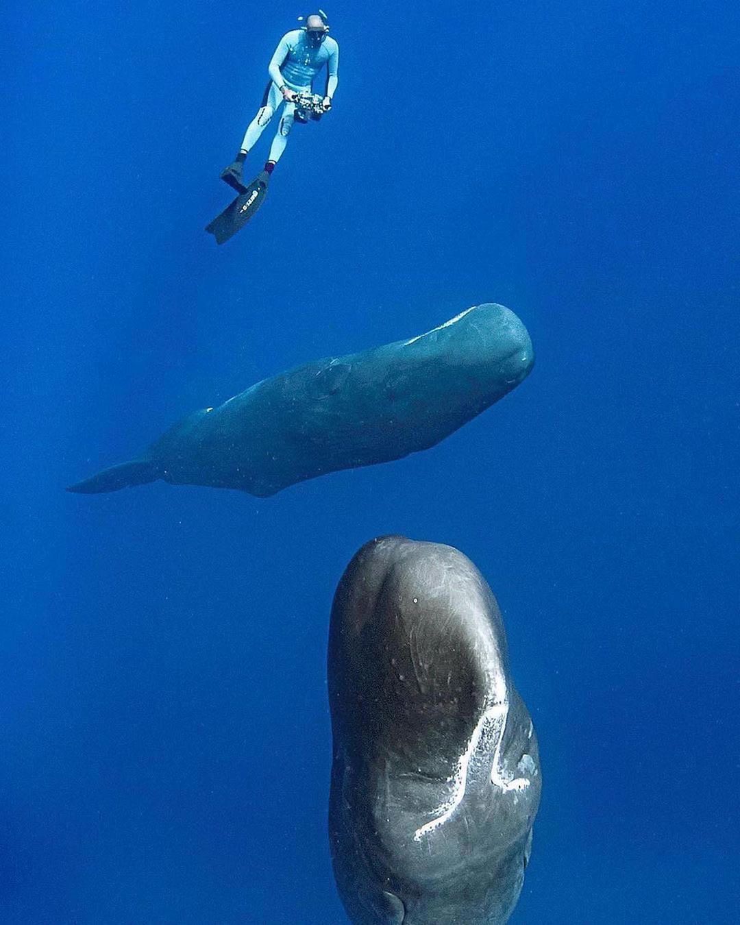 Захватывающие дух кадры морских глубин, таинственные обитатели океана и невероятные подводные пейзажи — всё это творения Нади Али, талантливой фотографа, режиссёра и бесстрашной исследовательницы подводного мира.