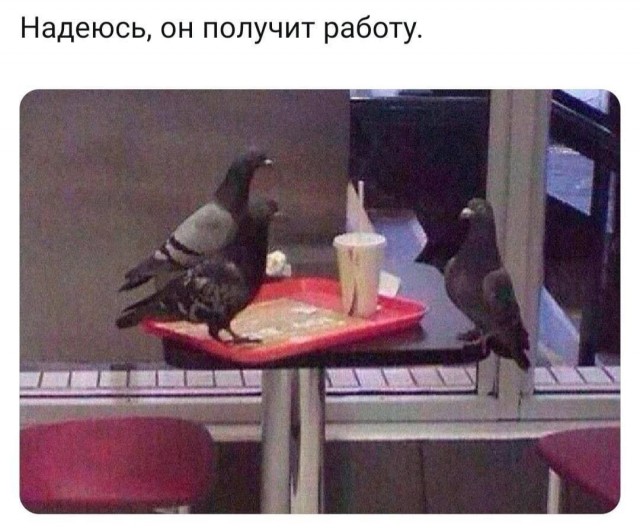 Новый сборник смешных картинок: Поднимите настроение с прикольными подписями