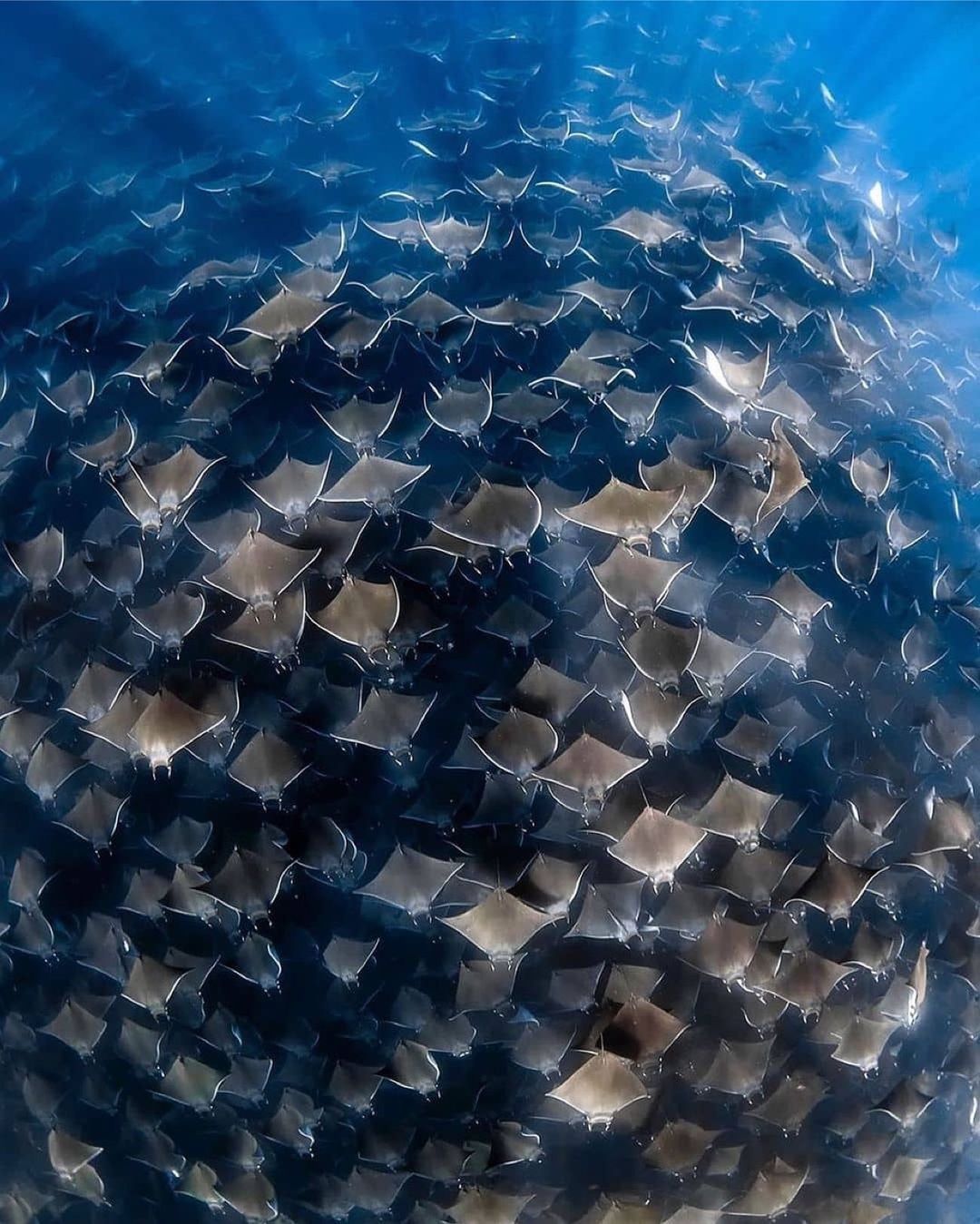 Захватывающие дух кадры морских глубин, таинственные обитатели океана и невероятные подводные пейзажи — всё это творения Нади Али, талантливой фотографа, режиссёра и бесстрашной исследовательницы подводного мира.