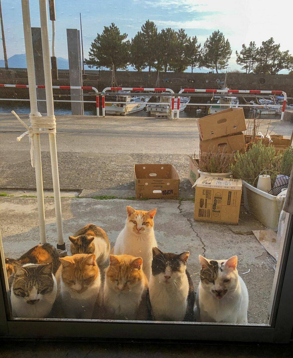 Топ приколы