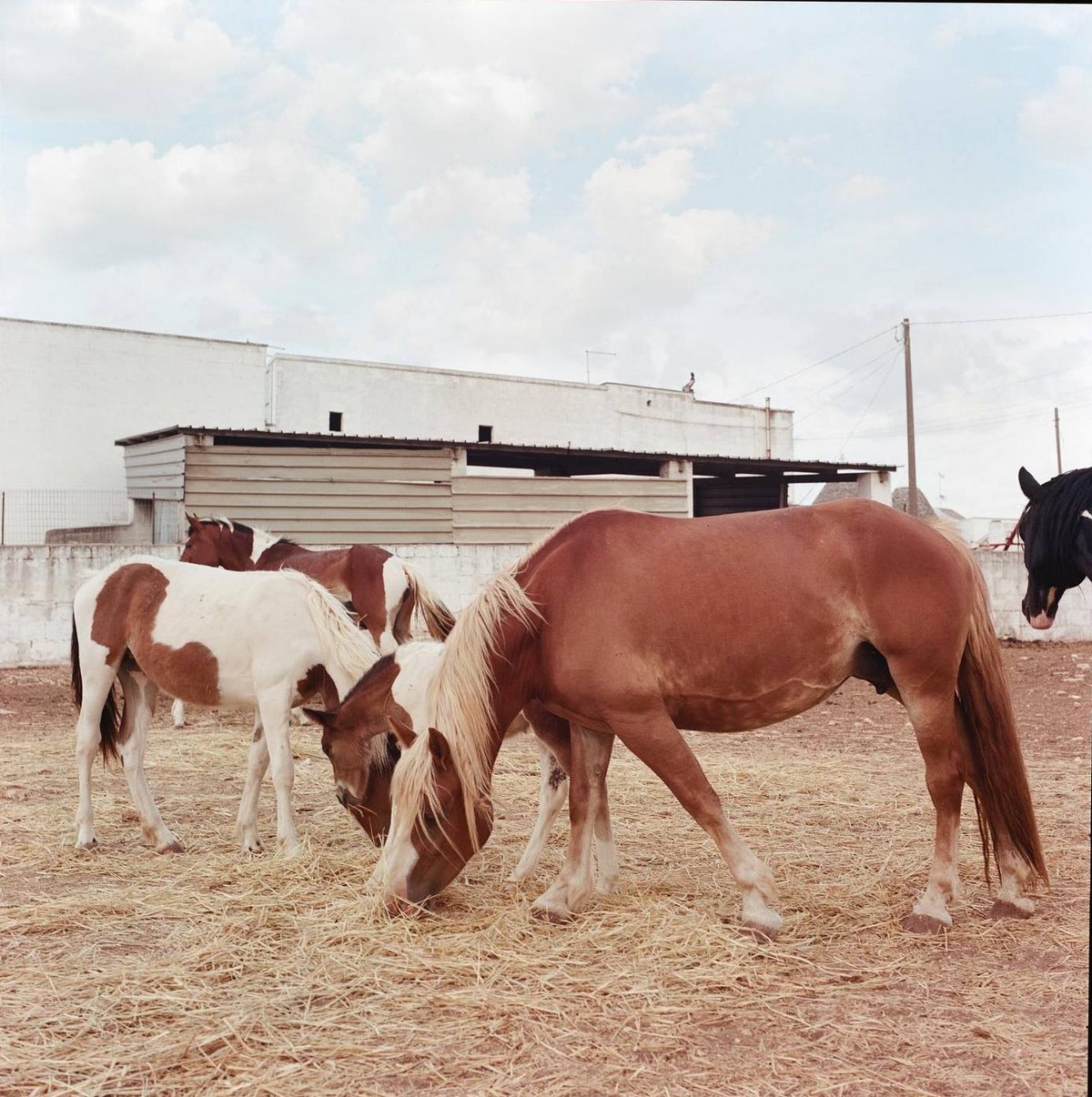 Ли-Энн Олвейдж: визуальный рассказчик из Южной Африки