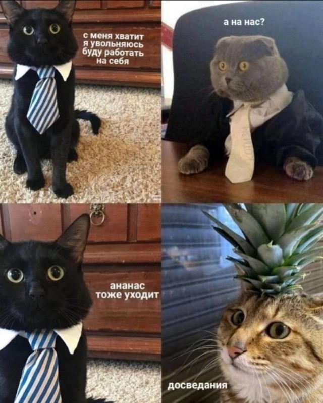 Новый сборник смешных картинок: Поднимите настроение с прикольными подписями