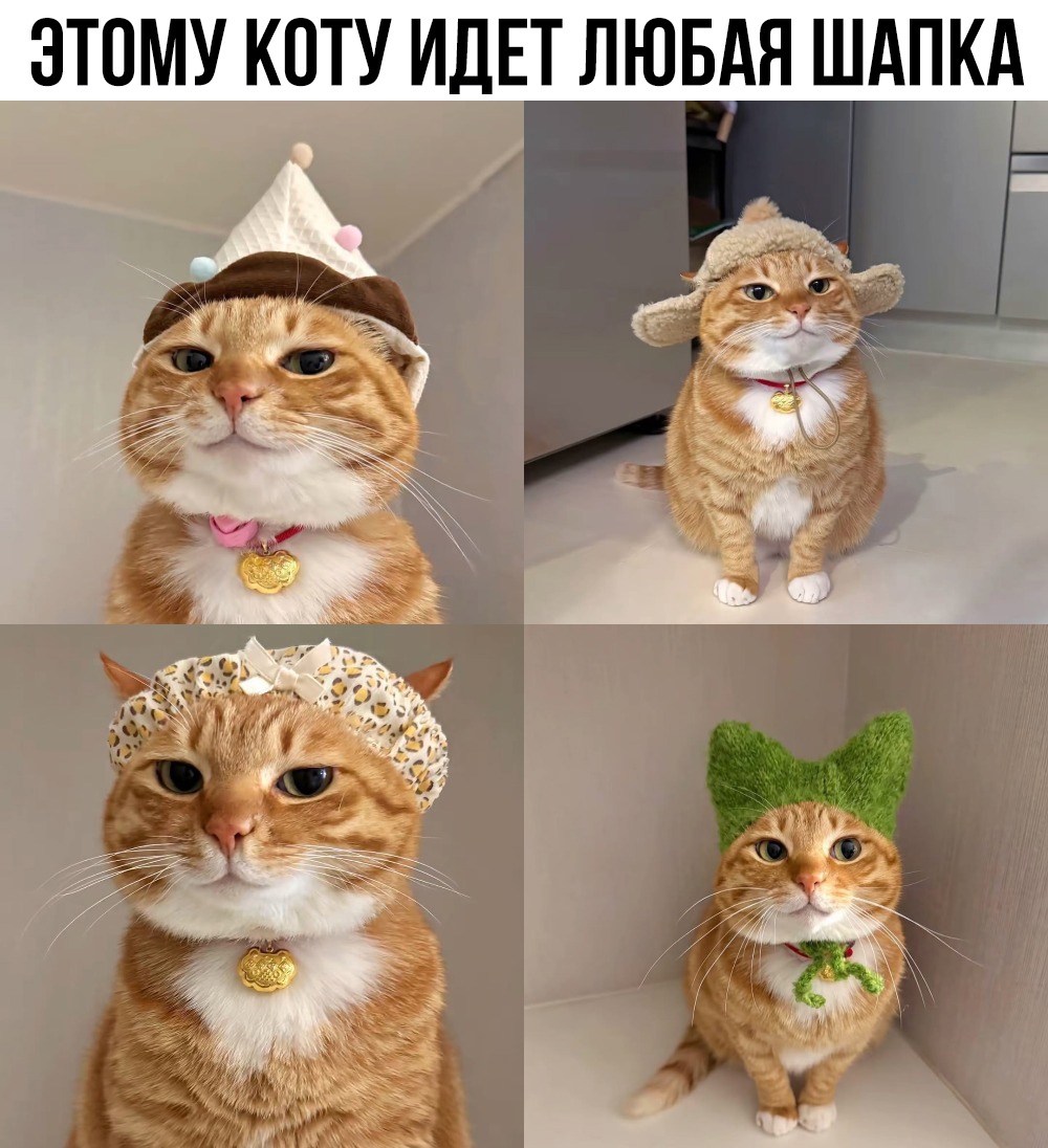 Смешные картинки с надписями