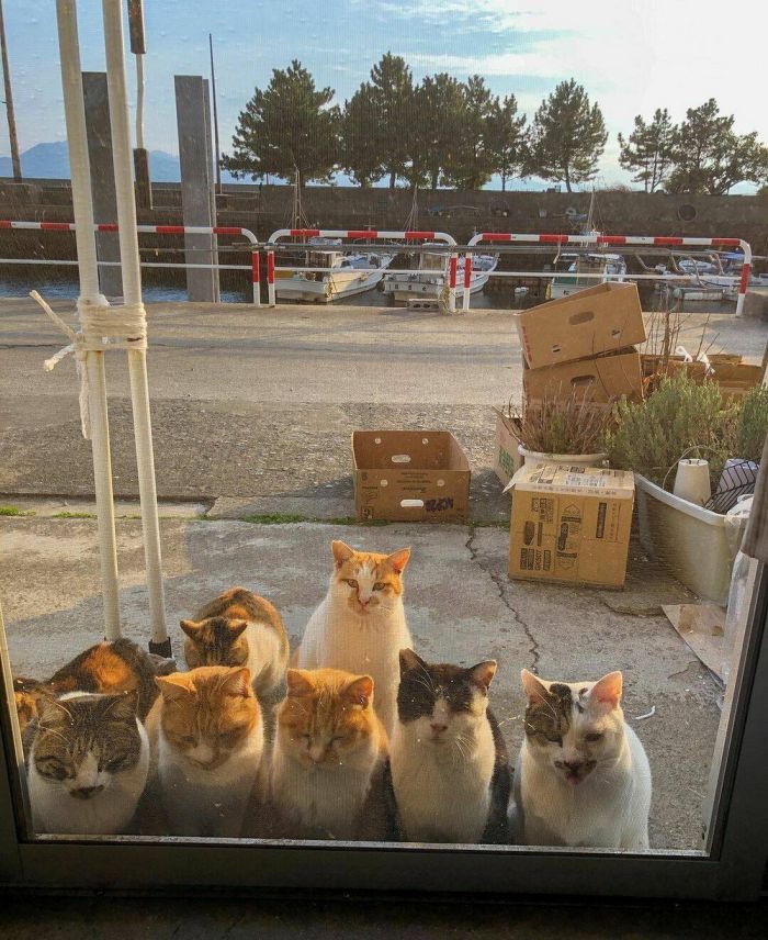 Топ приколы