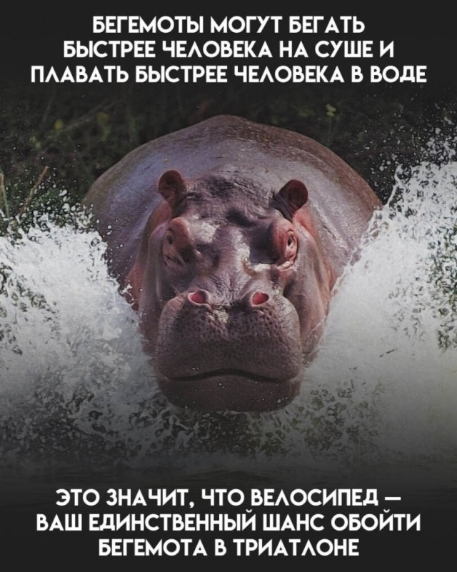 Смешные картинки с надписями