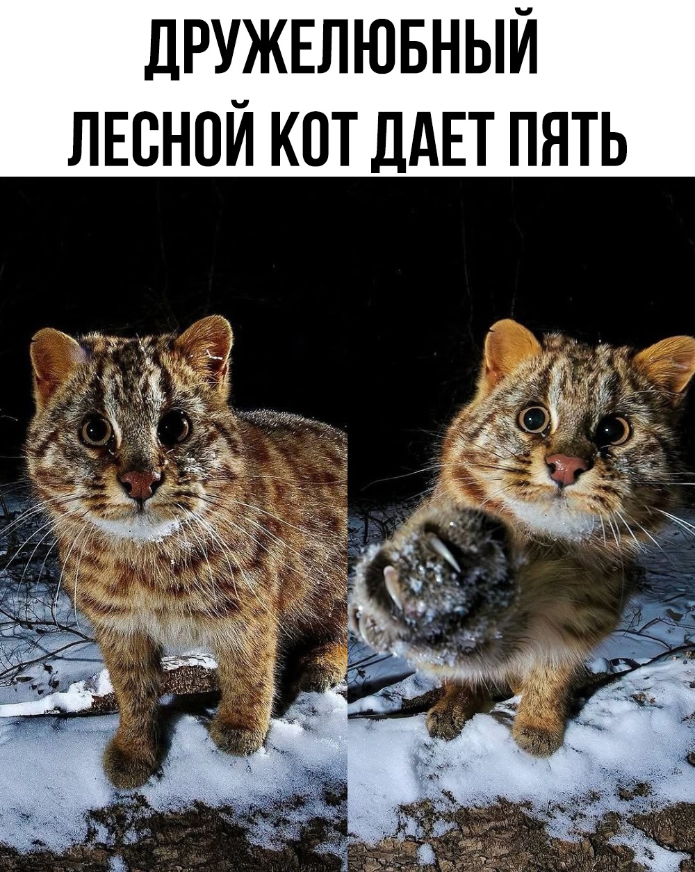 Смешные мемы