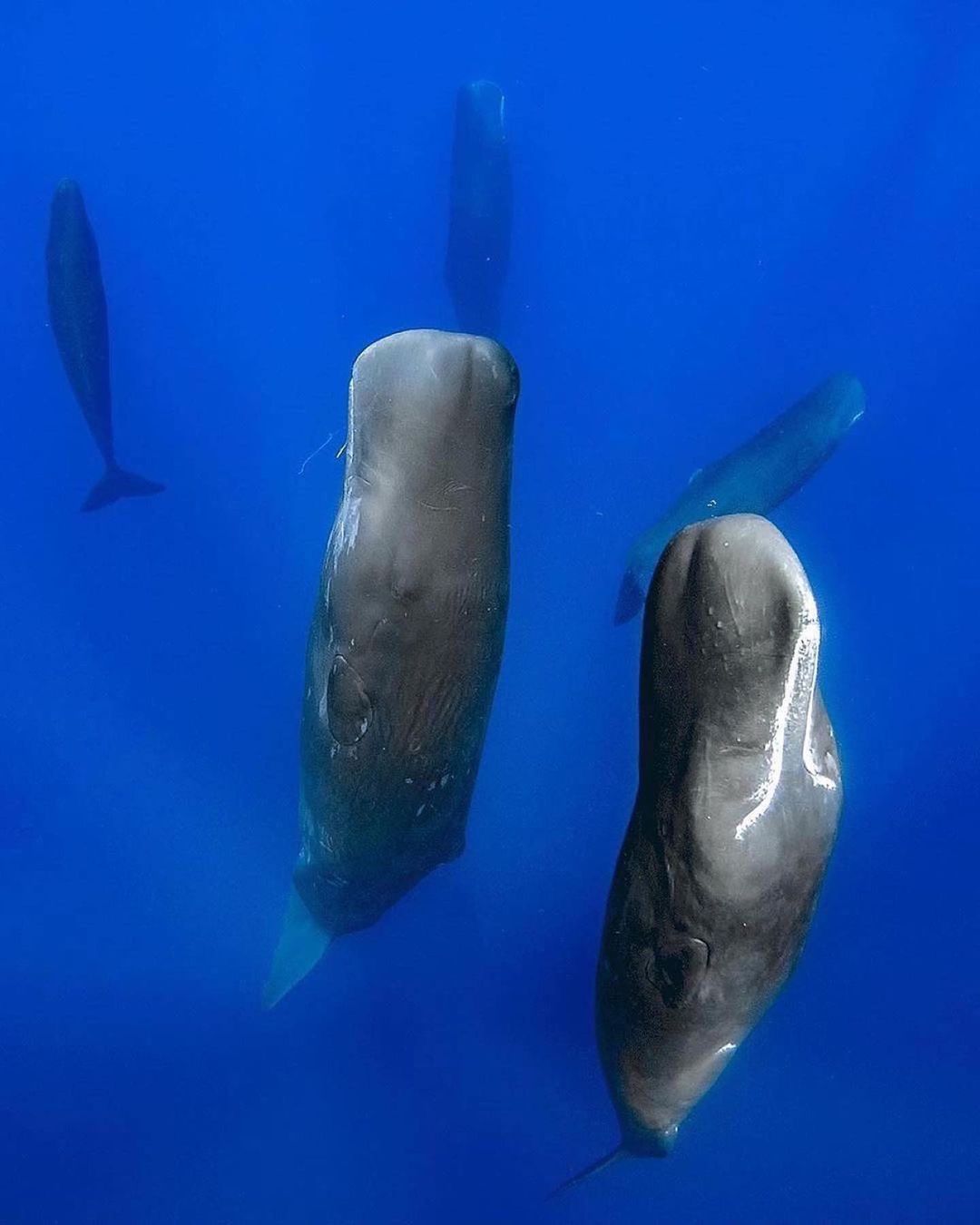 Захватывающие дух кадры морских глубин, таинственные обитатели океана и невероятные подводные пейзажи — всё это творения Нади Али, талантливой фотографа, режиссёра и бесстрашной исследовательницы подводного мира.