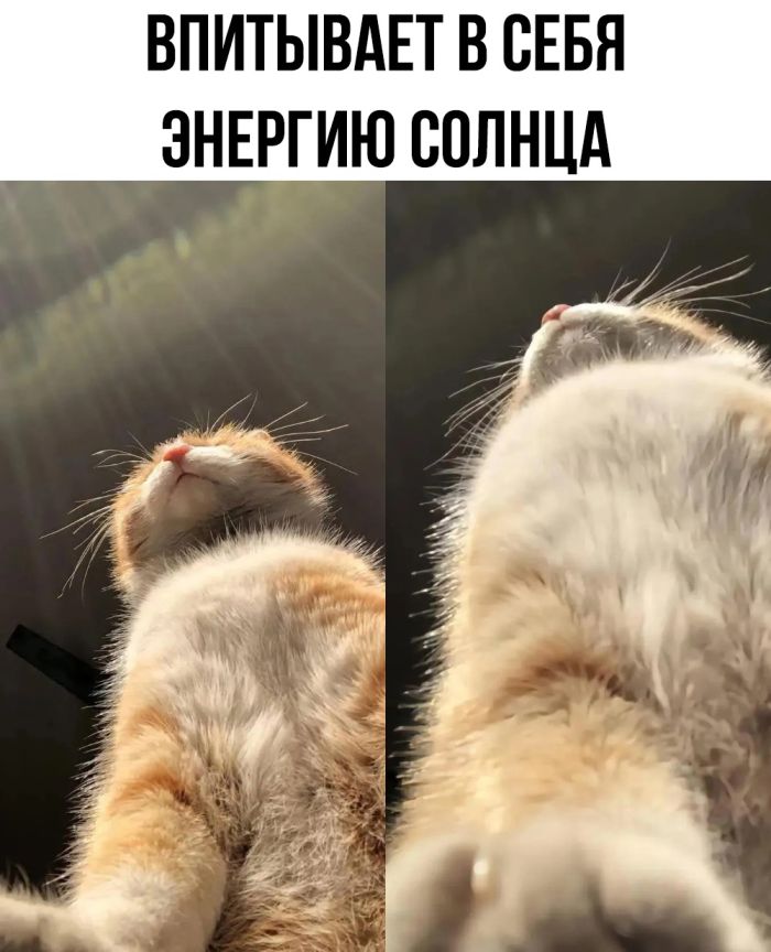 смешные приколы