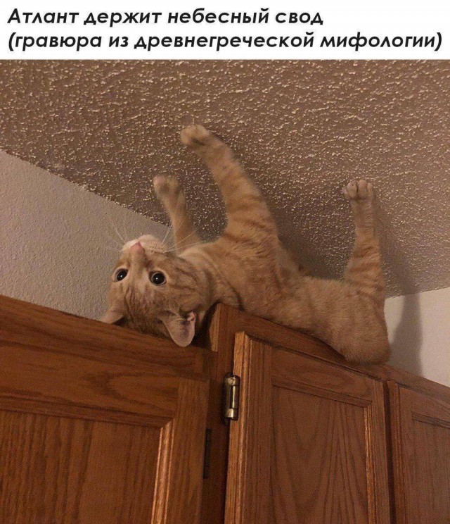 Свежие мемы и смешные картинки: взрослый юмор, который взорвет ваш день