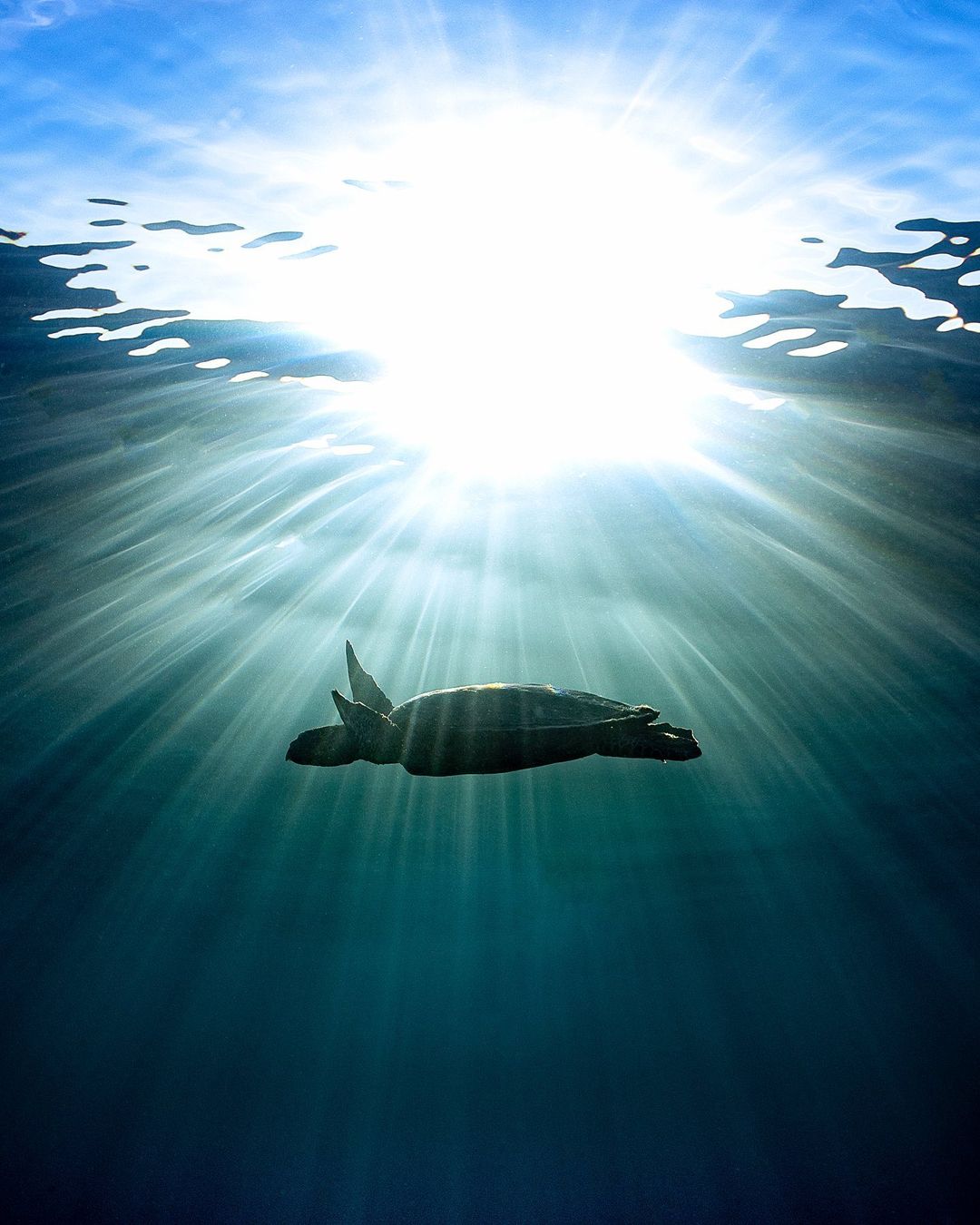 Захватывающие дух кадры морских глубин, таинственные обитатели океана и невероятные подводные пейзажи — всё это творения Нади Али, талантливой фотографа, режиссёра и бесстрашной исследовательницы подводного мира.