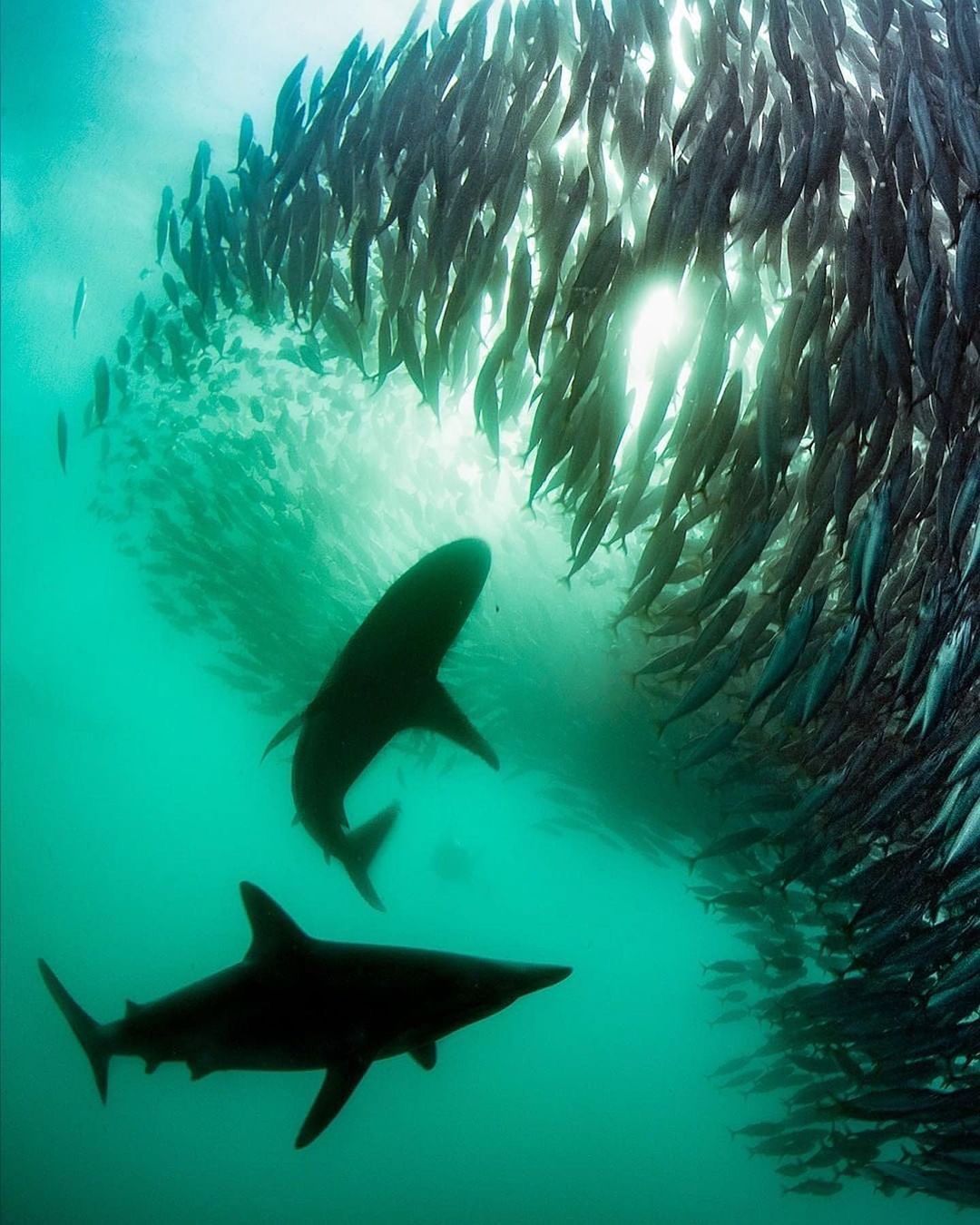 Захватывающие дух кадры морских глубин, таинственные обитатели океана и невероятные подводные пейзажи — всё это творения Нади Али, талантливой фотографа, режиссёра и бесстрашной исследовательницы подводного мира.