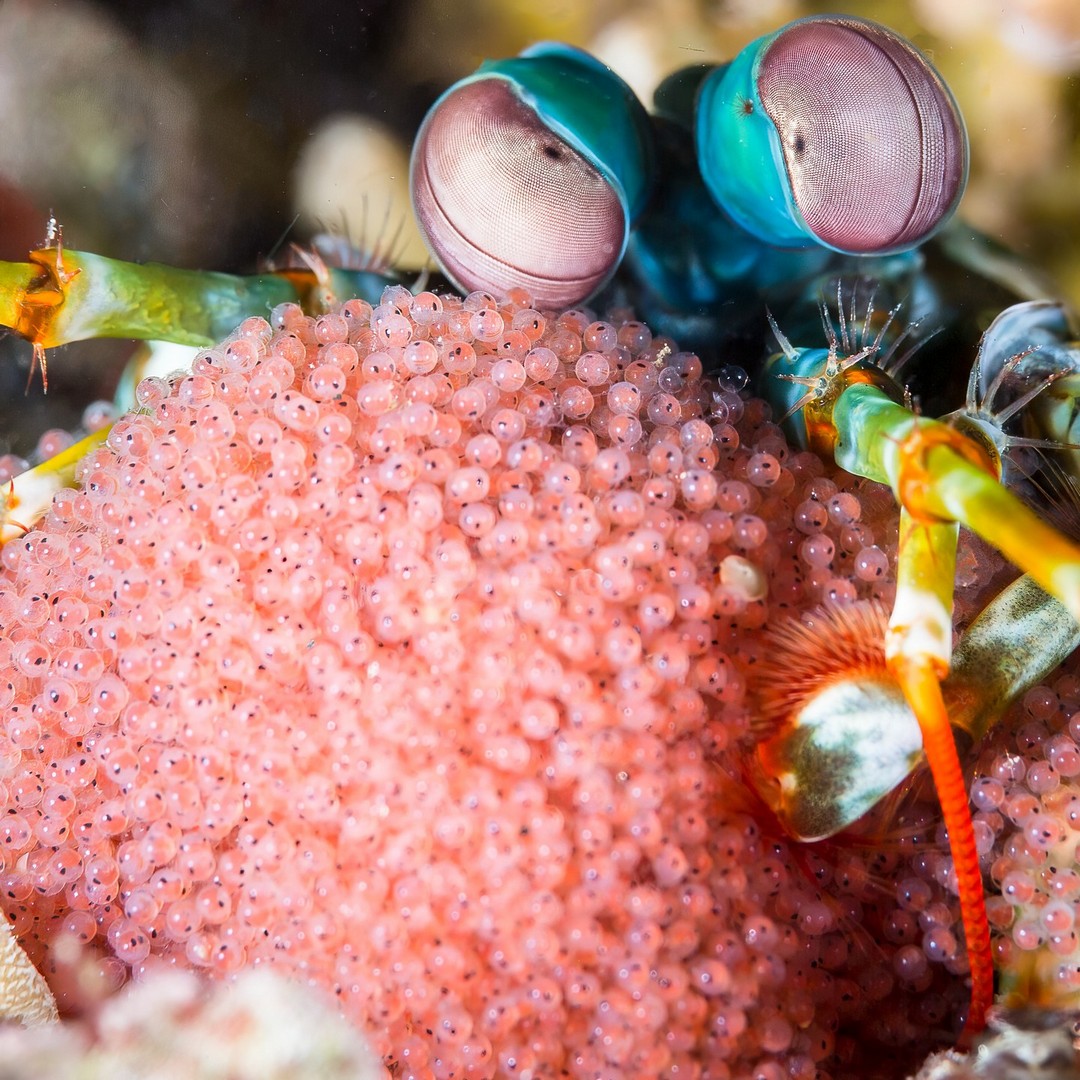 Захватывающие дух кадры морских глубин, таинственные обитатели океана и невероятные подводные пейзажи — всё это творения Нади Али, талантливой фотографа, режиссёра и бесстрашной исследовательницы подводного мира.