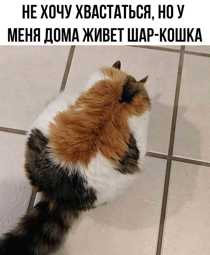 Смешные мемы