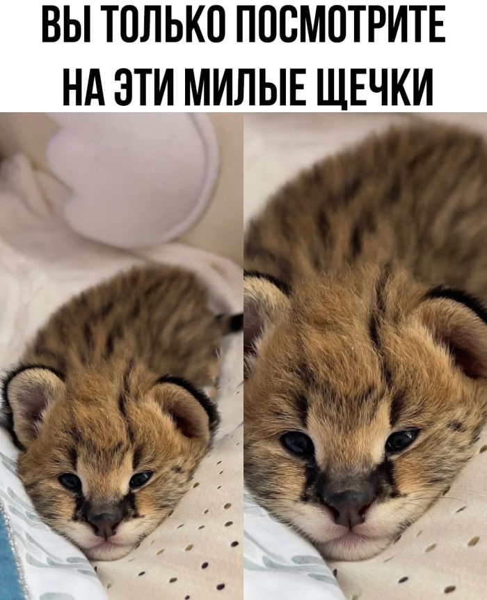 смешные приколы