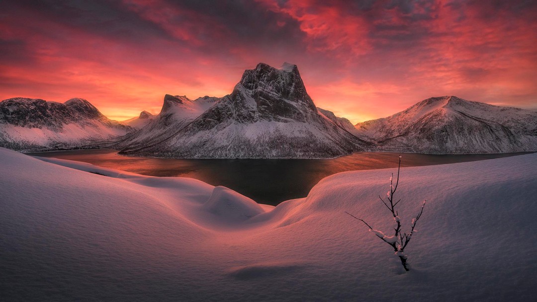 Дикая природа в объективе