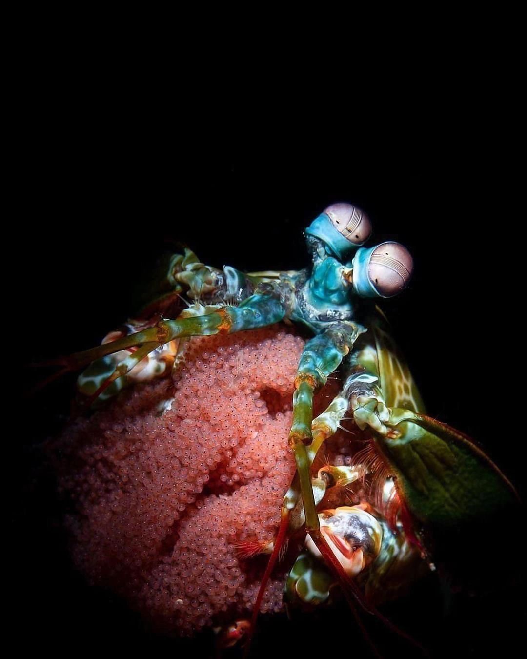 Захватывающие дух кадры морских глубин, таинственные обитатели океана и невероятные подводные пейзажи — всё это творения Нади Али, талантливой фотографа, режиссёра и бесстрашной исследовательницы подводного мира.