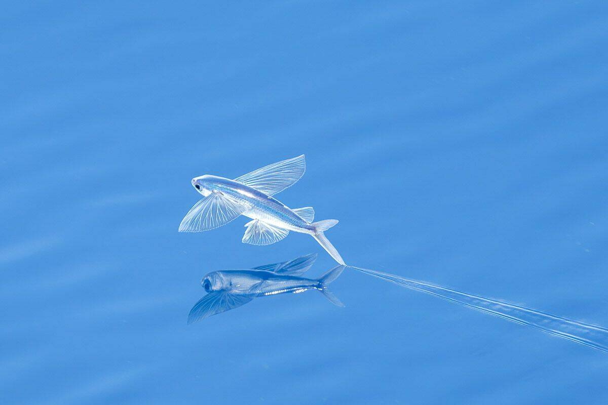 Топ приколы