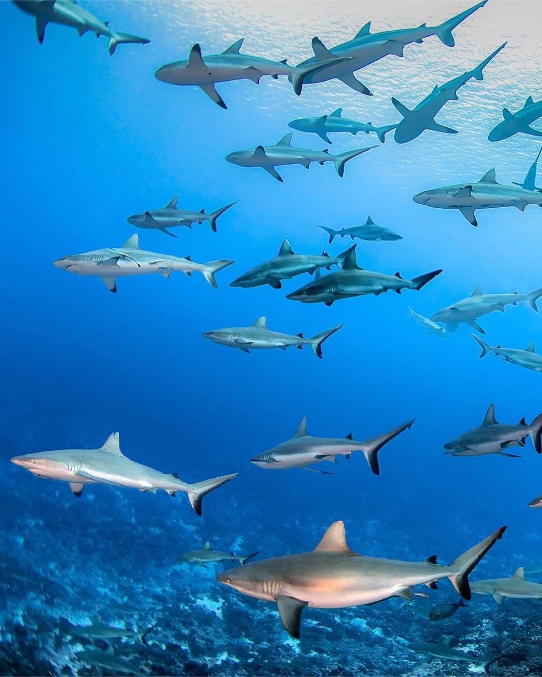 Захватывающие дух кадры морских глубин, таинственные обитатели океана и невероятные подводные пейзажи — всё это творения Нади Али, талантливой фотографа, режиссёра и бесстрашной исследовательницы подводного мира.