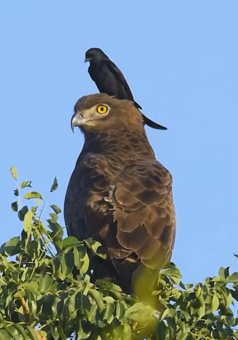 Смешные мемы