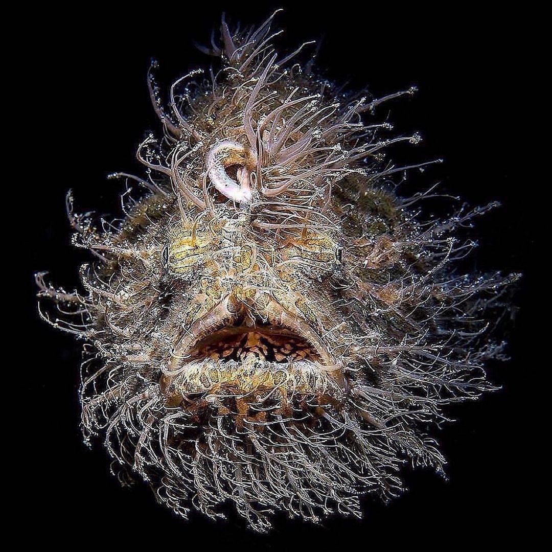 Захватывающие дух кадры морских глубин, таинственные обитатели океана и невероятные подводные пейзажи — всё это творения Нади Али, талантливой фотографа, режиссёра и бесстрашной исследовательницы подводного мира.