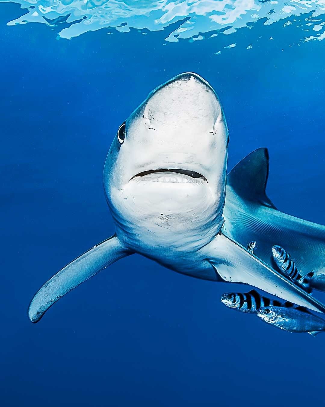 Захватывающие дух кадры морских глубин, таинственные обитатели океана и невероятные подводные пейзажи — всё это творения Нади Али, талантливой фотографа, режиссёра и бесстрашной исследовательницы подводного мира.