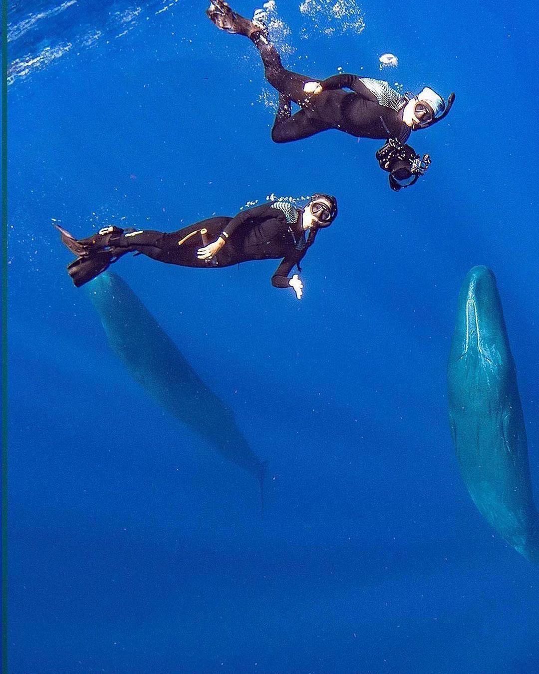 Захватывающие дух кадры морских глубин, таинственные обитатели океана и невероятные подводные пейзажи — всё это творения Нади Али, талантливой фотографа, режиссёра и бесстрашной исследовательницы подводного мира.