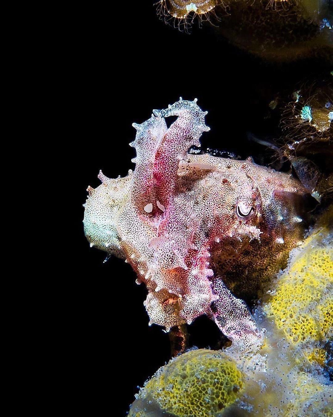 Захватывающие дух кадры морских глубин, таинственные обитатели океана и невероятные подводные пейзажи — всё это творения Нади Али, талантливой фотографа, режиссёра и бесстрашной исследовательницы подводного мира.