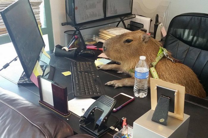 Смешные мемы