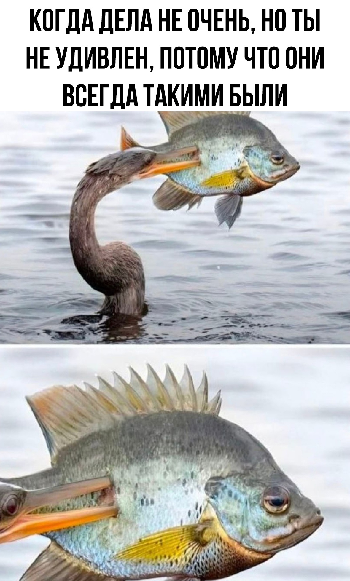 Смешные картинки с надписями