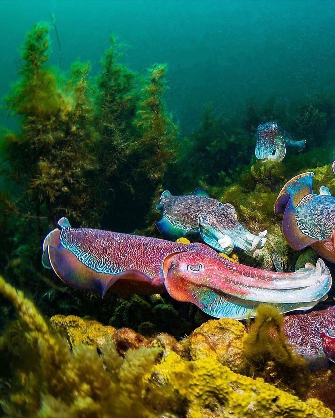 Захватывающие дух кадры морских глубин, таинственные обитатели океана и невероятные подводные пейзажи — всё это творения Нади Али, талантливой фотографа, режиссёра и бесстрашной исследовательницы подводного мира.