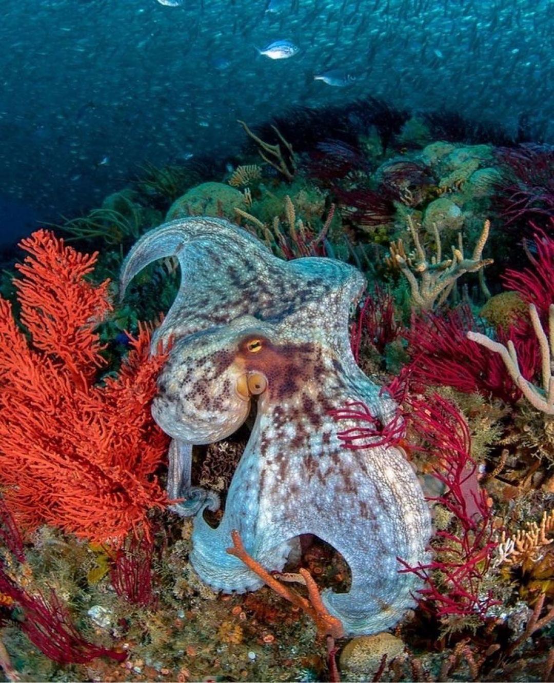 Захватывающие дух кадры морских глубин, таинственные обитатели океана и невероятные подводные пейзажи — всё это творения Нади Али, талантливой фотографа, режиссёра и бесстрашной исследовательницы подводного мира.