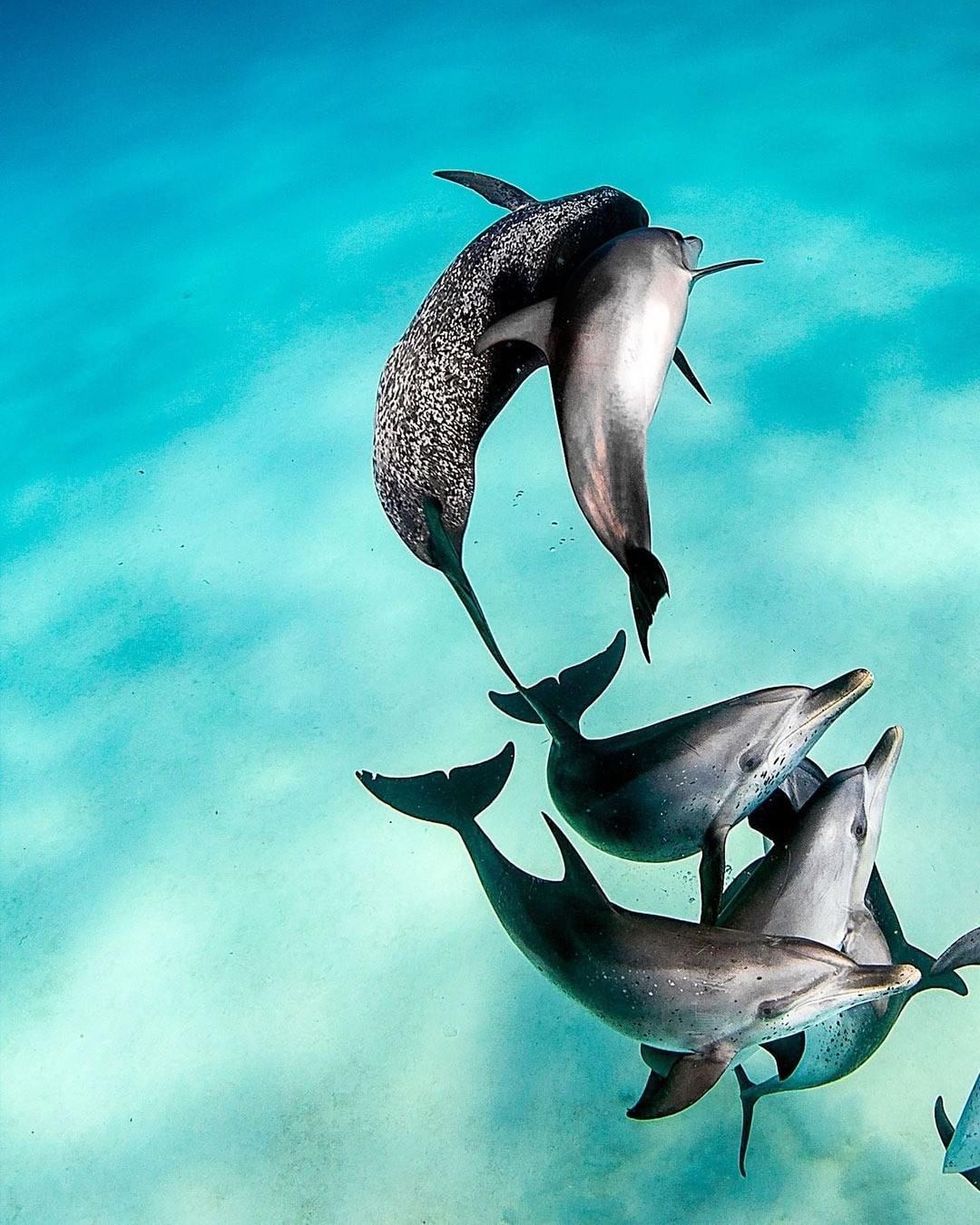 Захватывающие дух кадры морских глубин, таинственные обитатели океана и невероятные подводные пейзажи — всё это творения Нади Али, талантливой фотографа, режиссёра и бесстрашной исследовательницы подводного мира.